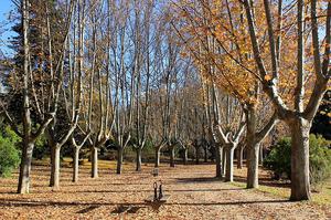 Western Park (Parque del Oeste)